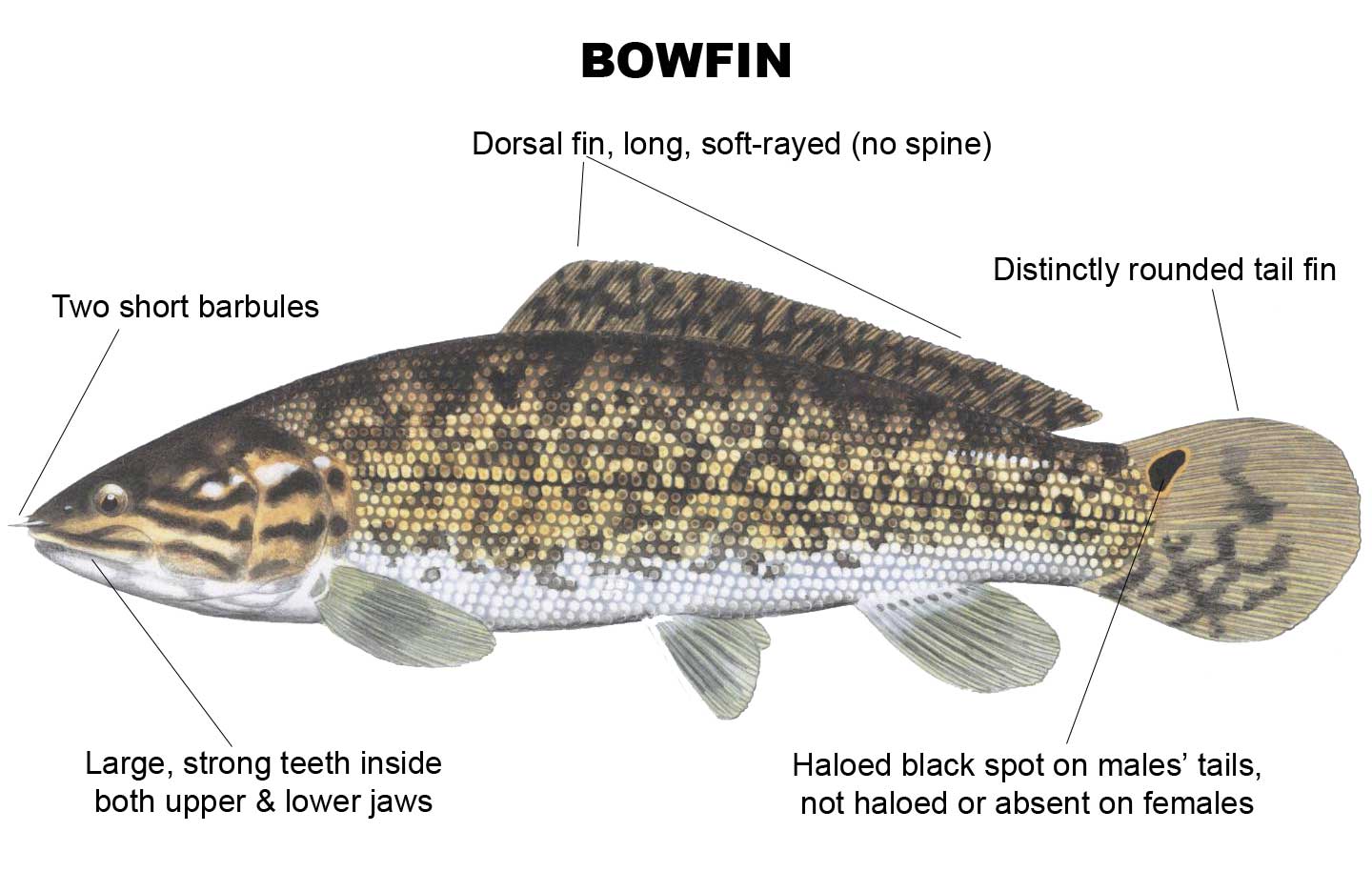 The 10 Most Dangerous Freshwater Fish In Smooth Waters Freshwater Fish of the East and Freshwater Fish of the West posters and stickers are available to order.